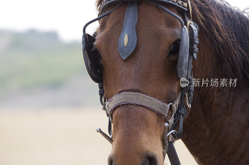 布朗VD712 horse2